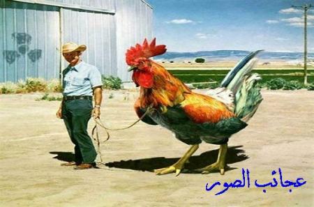 dike ta3e 3adi